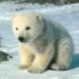 anouk