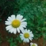 marguica