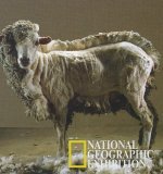 black_sheep