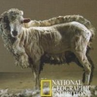 black_sheep